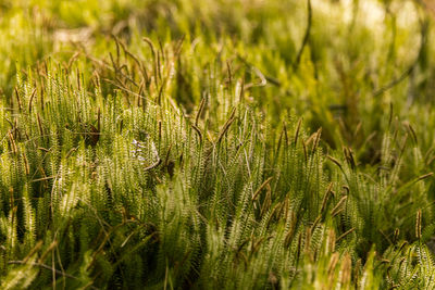 Full frame shot of fresh plants on land