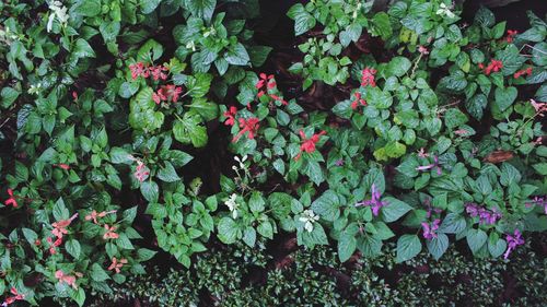 Full frame shot of ivy flowers