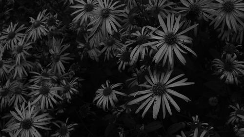 Full frame shot of plants