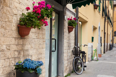 Potted plants outside building