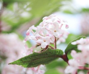 Close-up of pink flowering plant