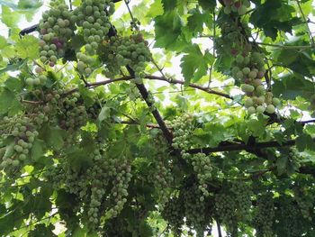 Low angle view of fruits growing on tree