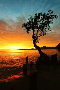 Silhouette tree on beach against sky during sunset