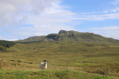 View of a horse on landscape