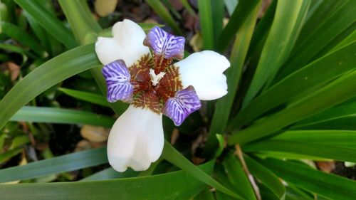 Close-up of purple flowers blooming outdoors