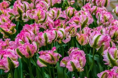 Close-up of pink flowering plants