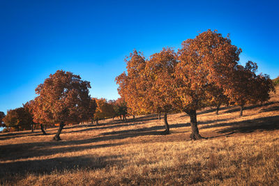 Autumn maple forest