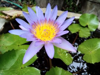 Close-up of lotus water lily in pond