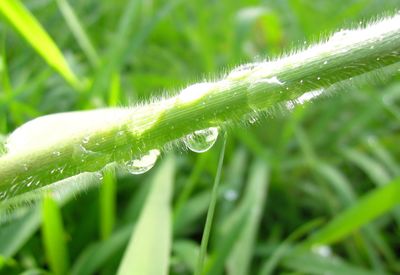 Close-up of wet leaf