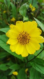 Close-up of yellow flower blooming outdoors