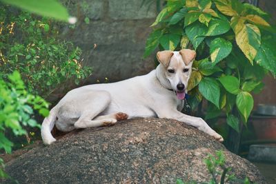 Dog relaxing on a rock