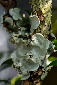 Close-up of white flowers on tree trunk