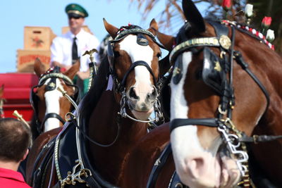 Close-up of horse cart