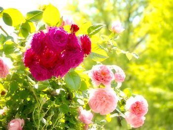 Close-up of pink flowers blooming outdoors