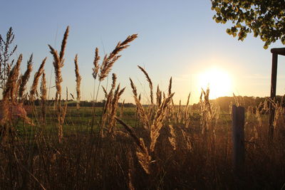 Scenic view of field against clear sky