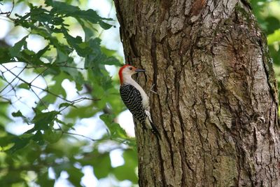 Bird perching on tree trunk