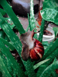 Close-up of snail on plant