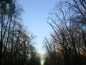 Low angle view of silhouette trees against sky