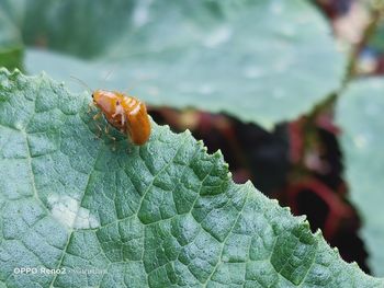 Close-up of insect on leaf