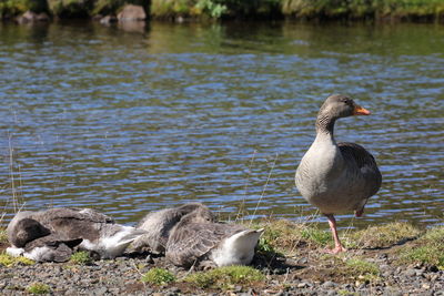 Ducks in lake