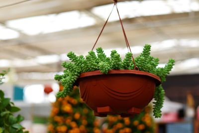 Close-up of potted plant hanging in greenhouse