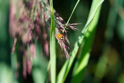 Close-up of butterfly pollinating on flower