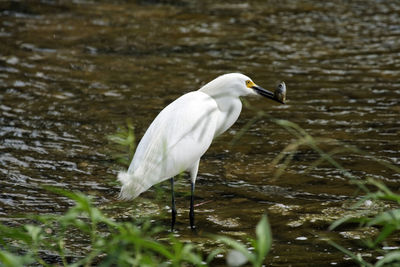 Bird perching on a lake