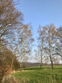 Trees on field against clear sky