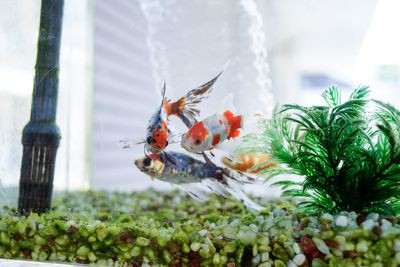 Close-up of dead fish on plants