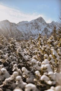 Scenic view of rocky mountains against sky