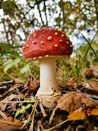 Close-up of fly agaric mushroom