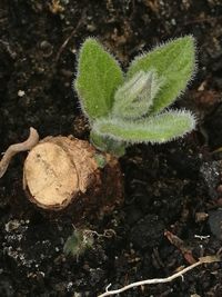 Close-up of plant growing on field