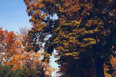 Low angle view of trees