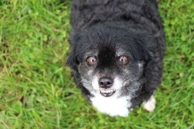 High angle portrait of black dog on field