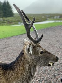 Close-up of deer on field