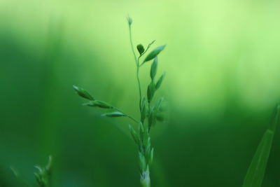 Close-up of plant growing on field