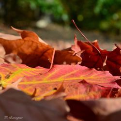 autumn