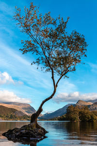 Tree by lake against sky