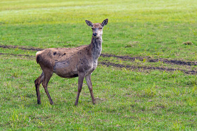 Capreolus capreolus, roe deers walking on the meadow at the edge of the forest, wild animals