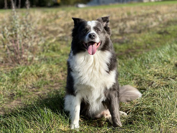 Dog sitting on field