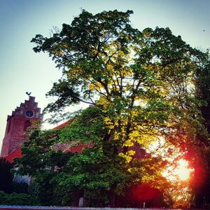 Low angle view of trees