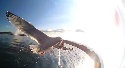 Seagulls flying in the sky