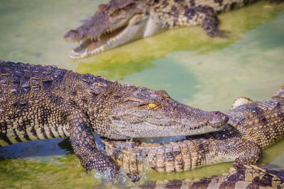 Close-up of crocodile in lake