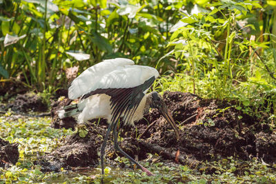 Bird in a forest