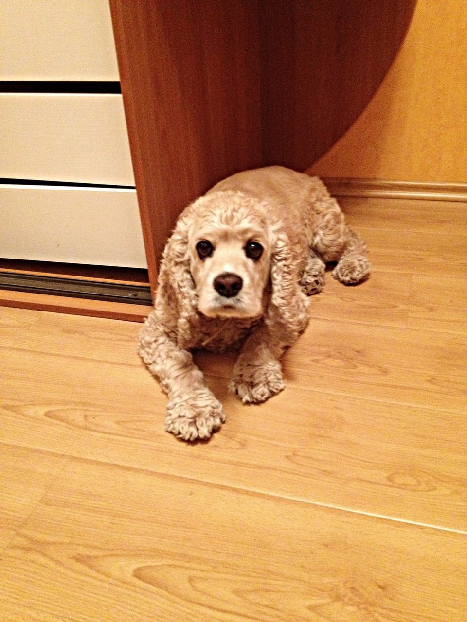 animal themes, one animal, indoors, dog, pets, domestic animals, portrait, looking at camera, mammal, sitting, close-up, animal head, front view, no people, brown, home interior, wood - material, flooring, cute, wall - building feature