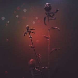 Close-up of wilted flower plant against sky