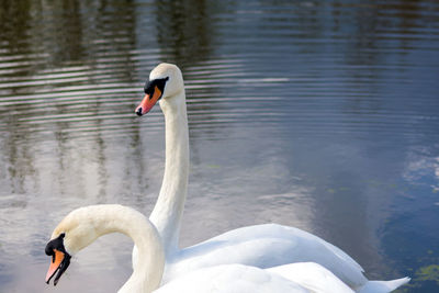 Close-up of swan swimming in lake