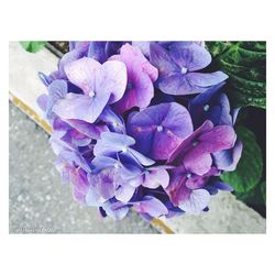 Close-up of purple flowers