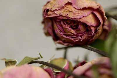 Close-up of wilted flower