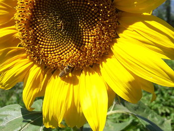 Close-up of sunflower